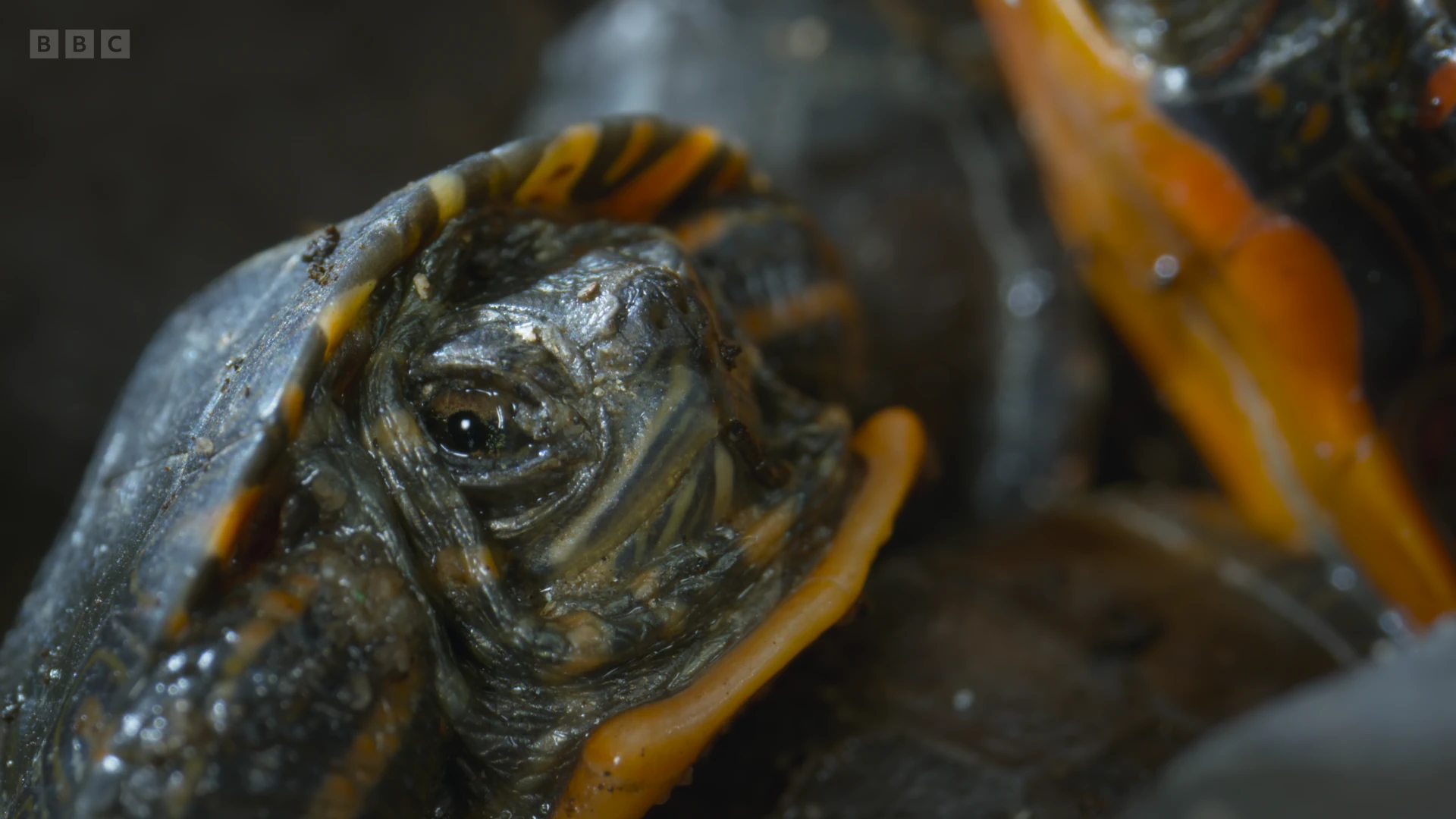 Painted turtle (Chrysemys picta) as shown in Frozen Planet II - Frozen Lands